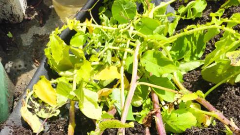 家庭种植土豆喜获丰收，科学管理是关键，分享实用栽培技巧