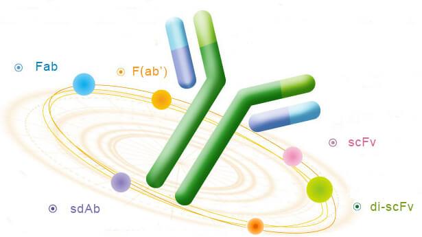 一文读懂重组抗体：从定义、类型到生产，解锁精准应用的核心逻辑