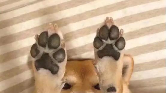 小型犬适合吃什么狗粮？比熊狗粮排名前十品牌