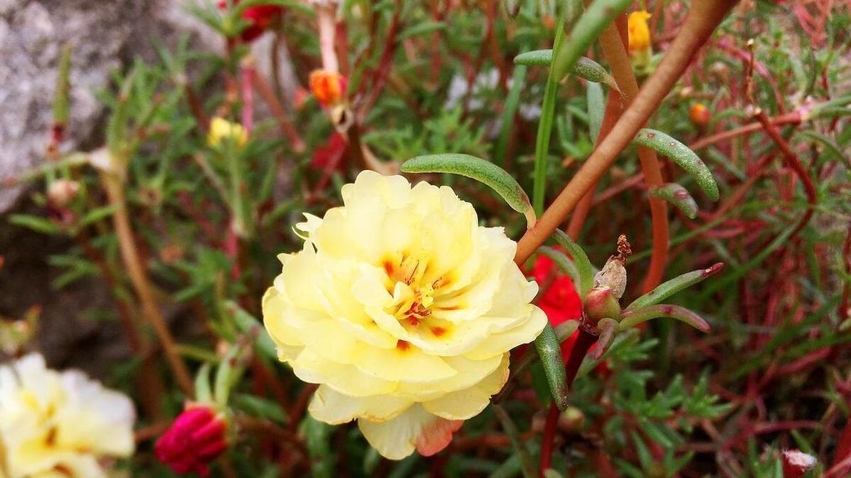 婆婆要求儿媳包1万红包应对小叔婚礼，儿媳的回应让婆婆哑口无言