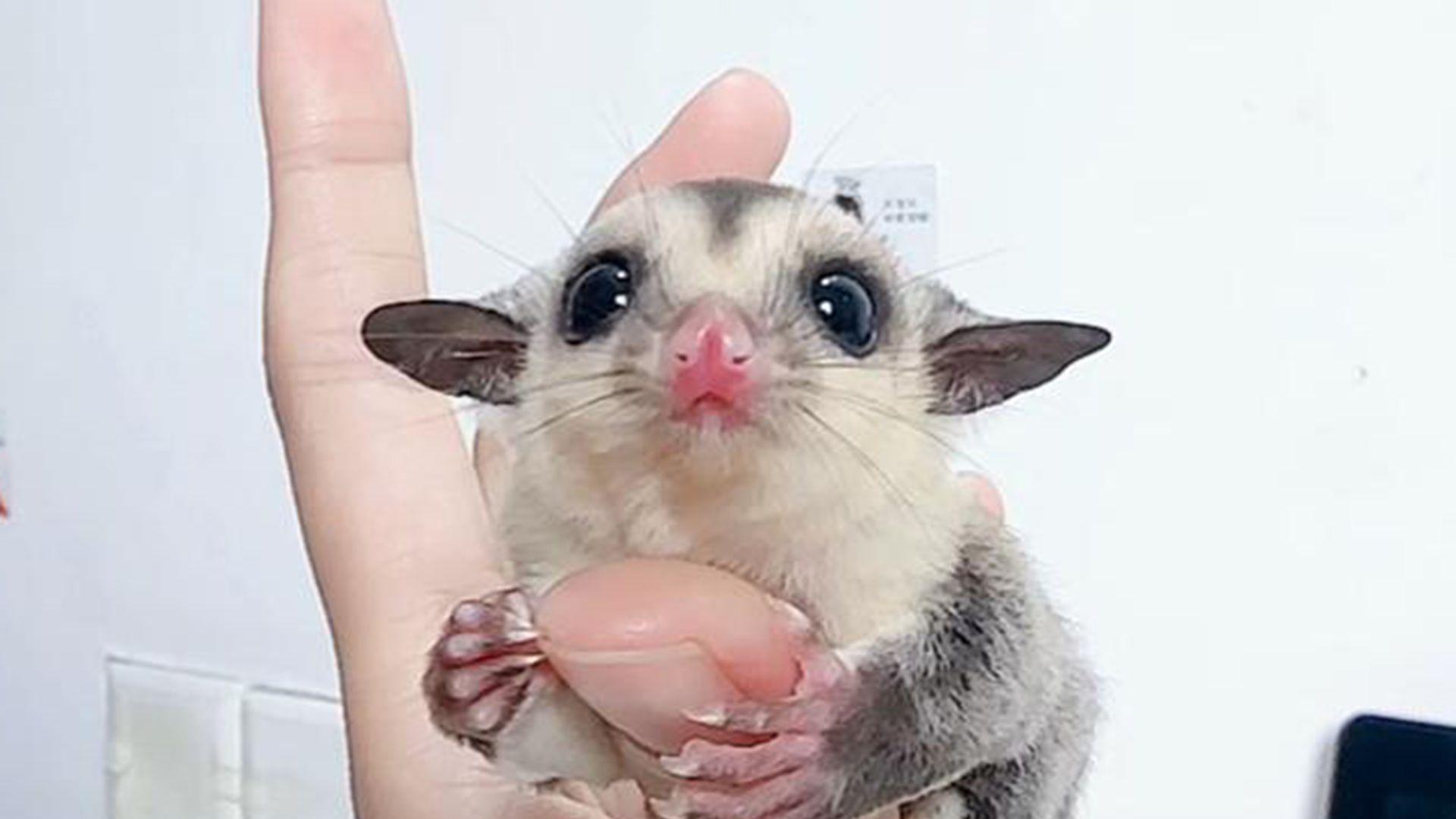 跳跃落点缓冲垫，转行必改细节，蜜袋鼯笼具，材质选EVA