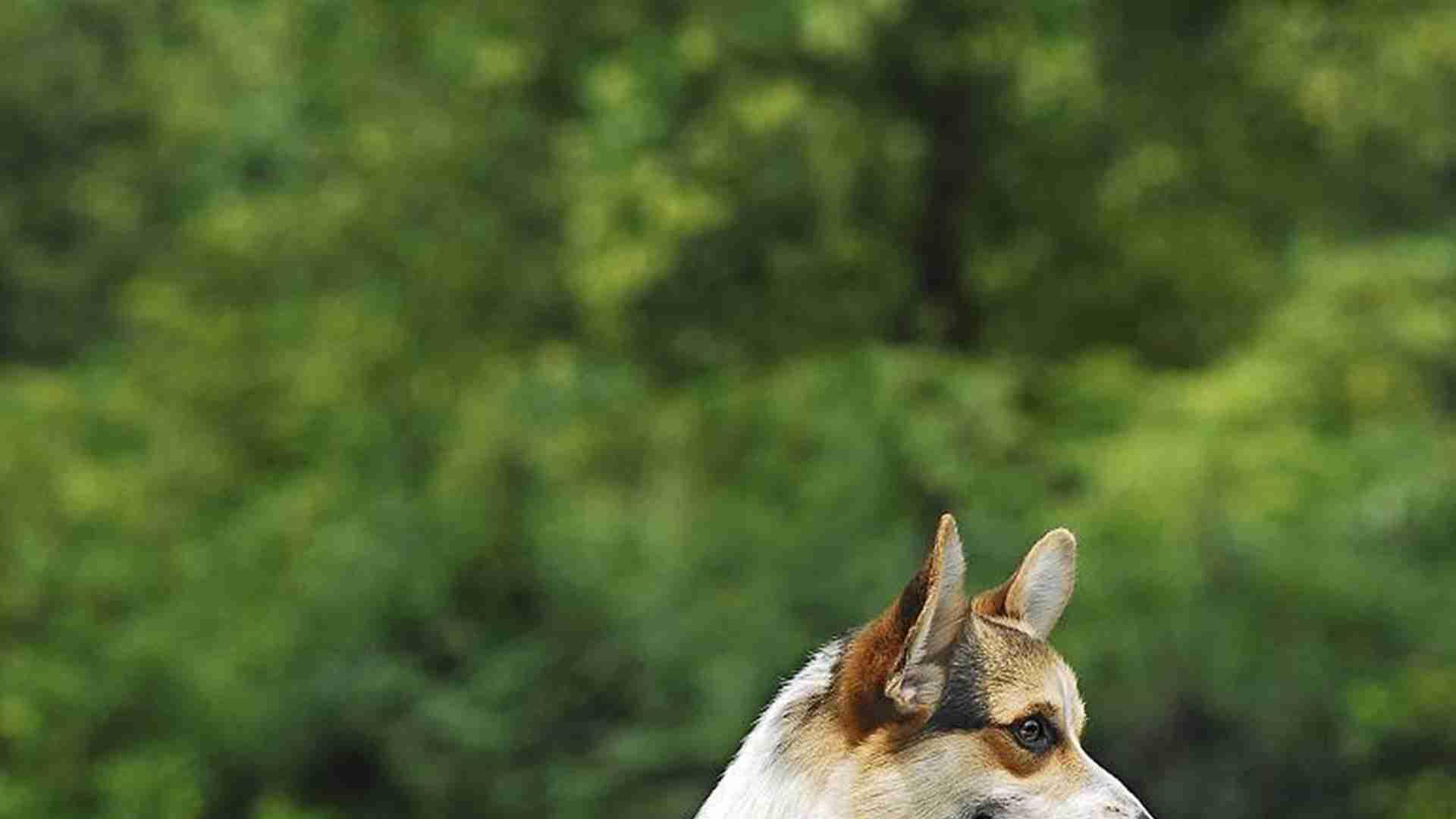 繁殖技术改良，三个月见效，散养柯基犬，这点要留心