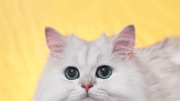 希喂VS352宠物空气净化器哪个好？3个维度测评哪款性价比更高！