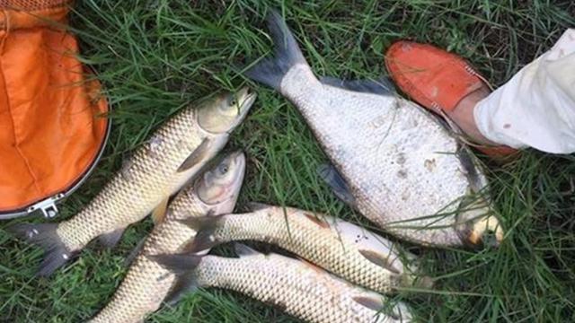 野钓草鱼4大绝杀招数，用对套路零失败，天天狂拉钓不腻