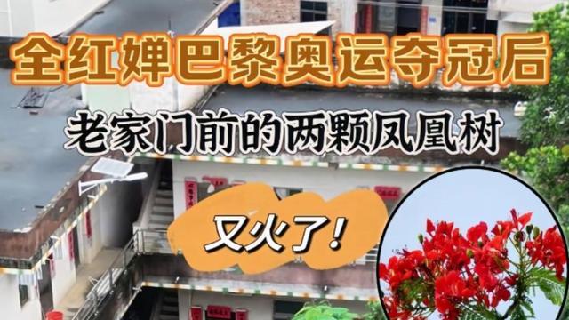 全红婵家的"天价树枝"风波：邻里纠纷还是人性试金石？