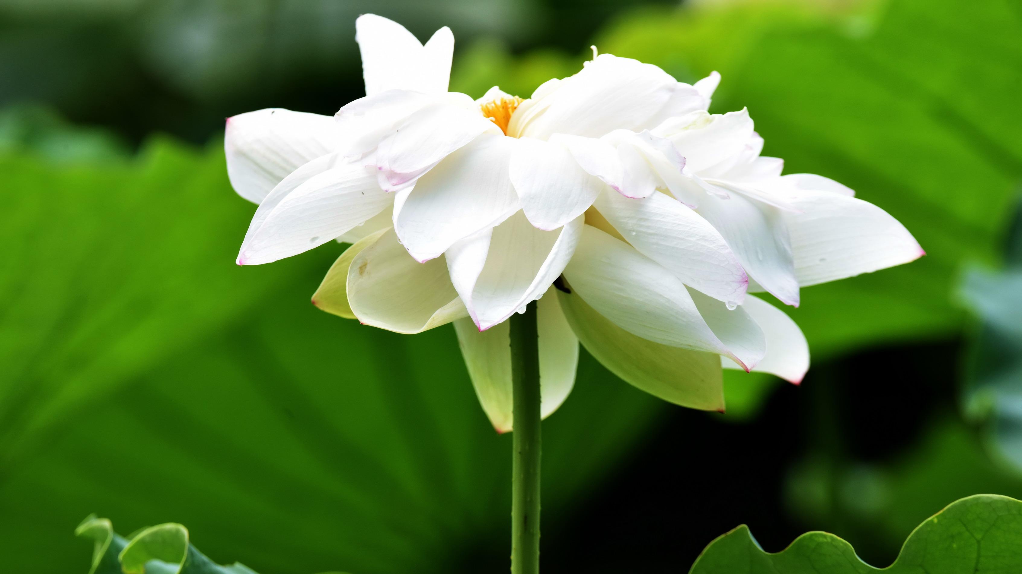 吴贤德荷花摄影选