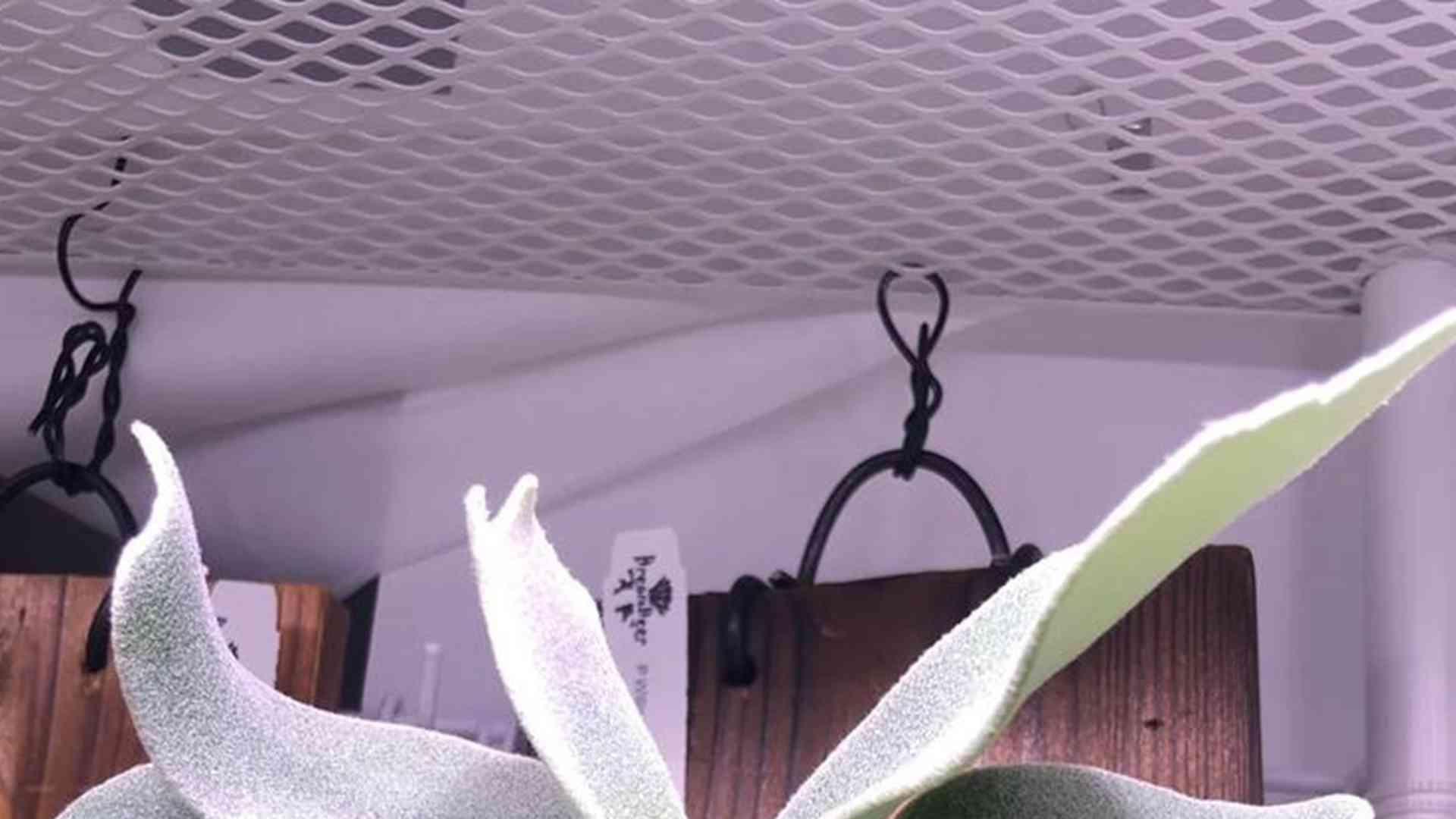 鹿角蕨生长环境优化，生态馆喷雾系统每日三次调控，湿度数据助力科学养护