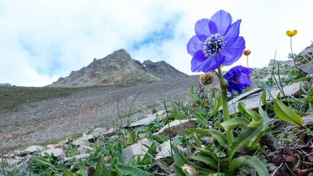 云南全面启动极度濒危野生动植物监测