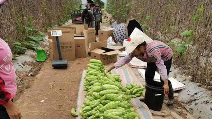 苦瓜雌雄花比例失衡，温室环境调控策略，性诱剂应用与结实率提升研究