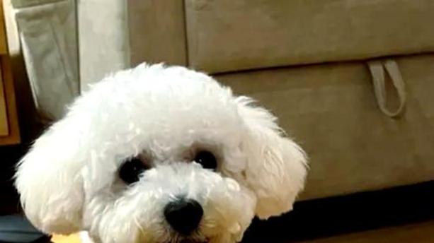 比熊犬牙齿清洁周期，情绪表达方式，对比金毛运动量，楼道散步行为观察