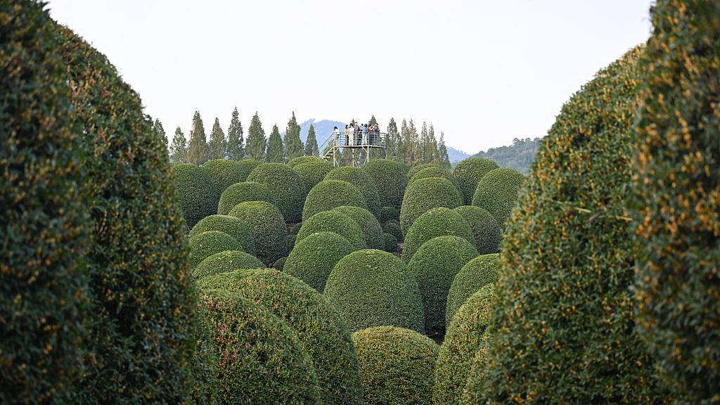 蝴蝶大乐透25123期分析，本期的冷码是需要防的，有机会开出2到3个号码