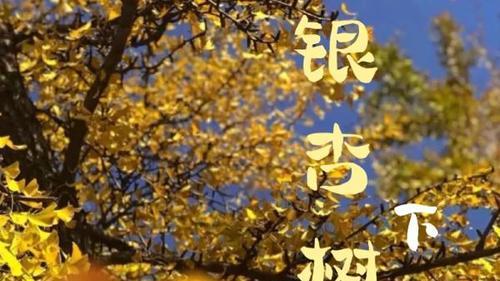 银杏树下的约定