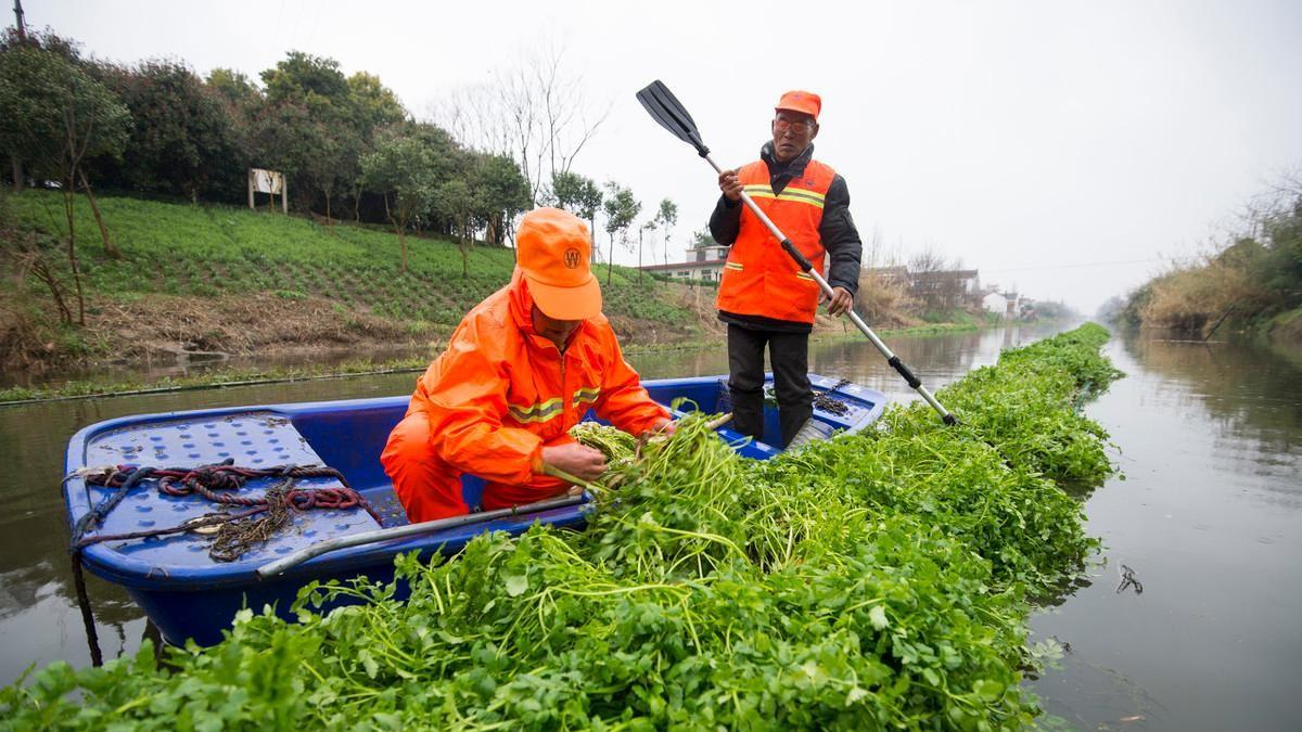 想在家轻松种水芹菜？从选地到采收，这份种植指南全掌握！