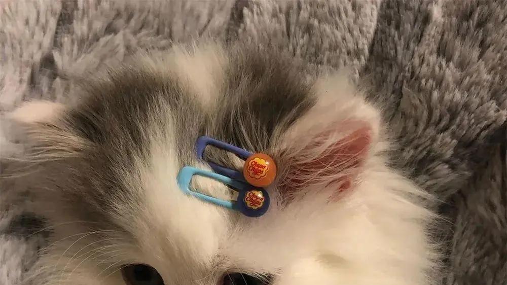 怎样算适合幼猫的猫粮？深度测评三款天然猫粮