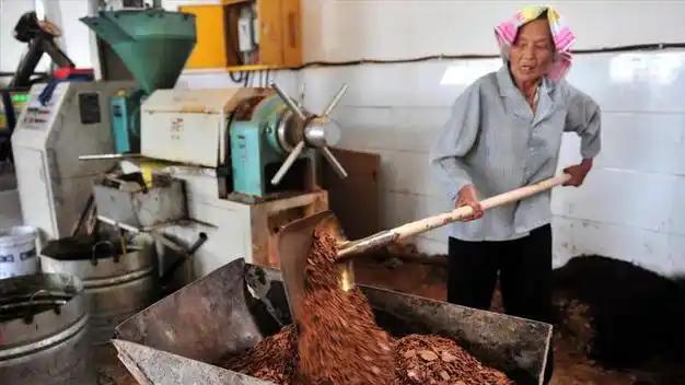 农村自榨油和超市桶装油，哪种更营养？自榨油会致癌？央视有话说