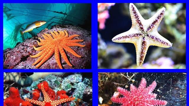 如果我是一只海星