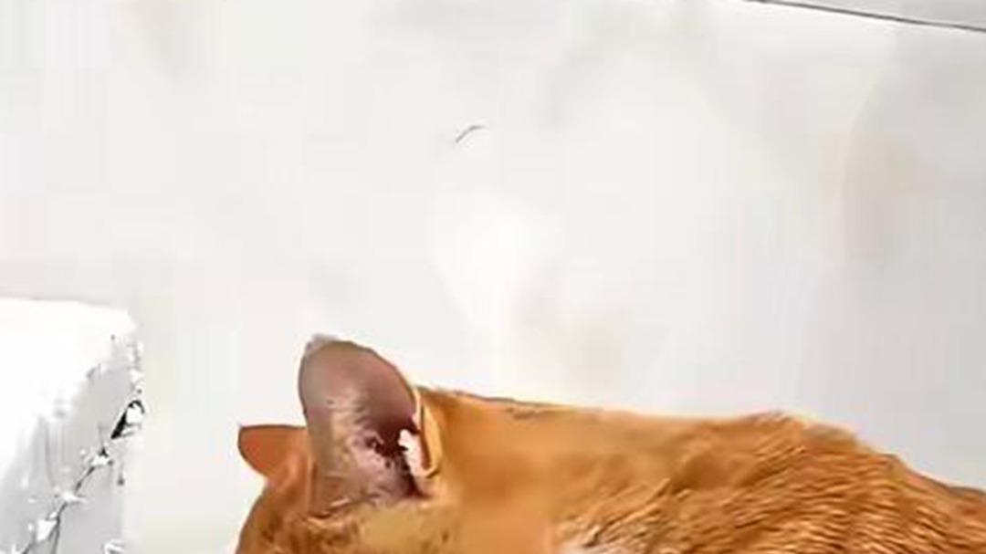 仙人掌移栽缓苗需二十天，沙质土壤排水要良好，咖啡厅角落养护要点记牢