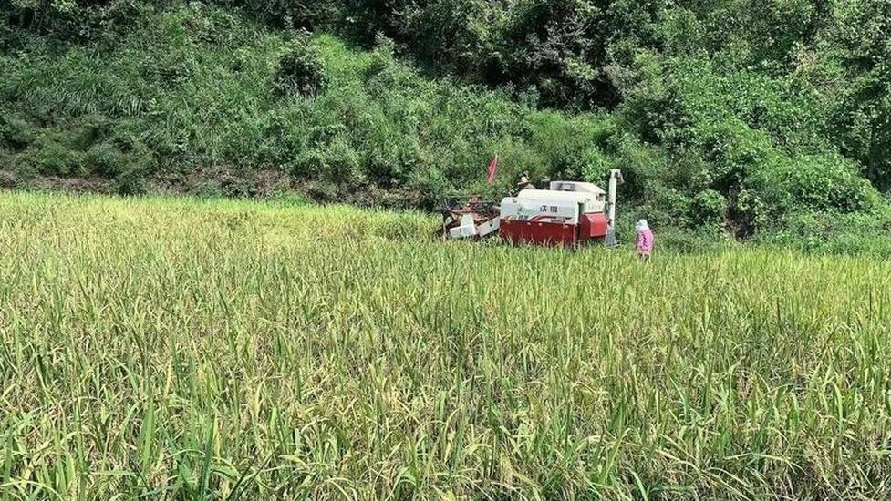 冬天到了大棚稻米要保暖，覆盖棉被加增温，安全越冬有保障​