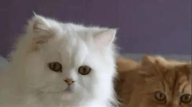 安德迈和范罗士猫用空气净化器哪个牌子好？3个维度测评分享