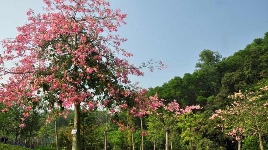 探秘美丽异木棉：解读花朵背后的语言与象征