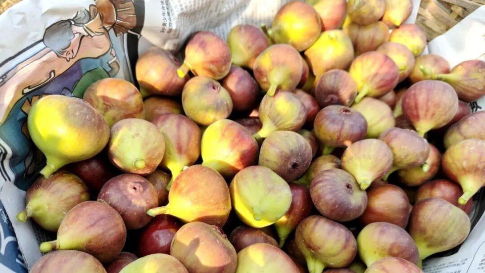 冬日第一口甜！快来山塘，摘一颗会“爆浆”的无花果