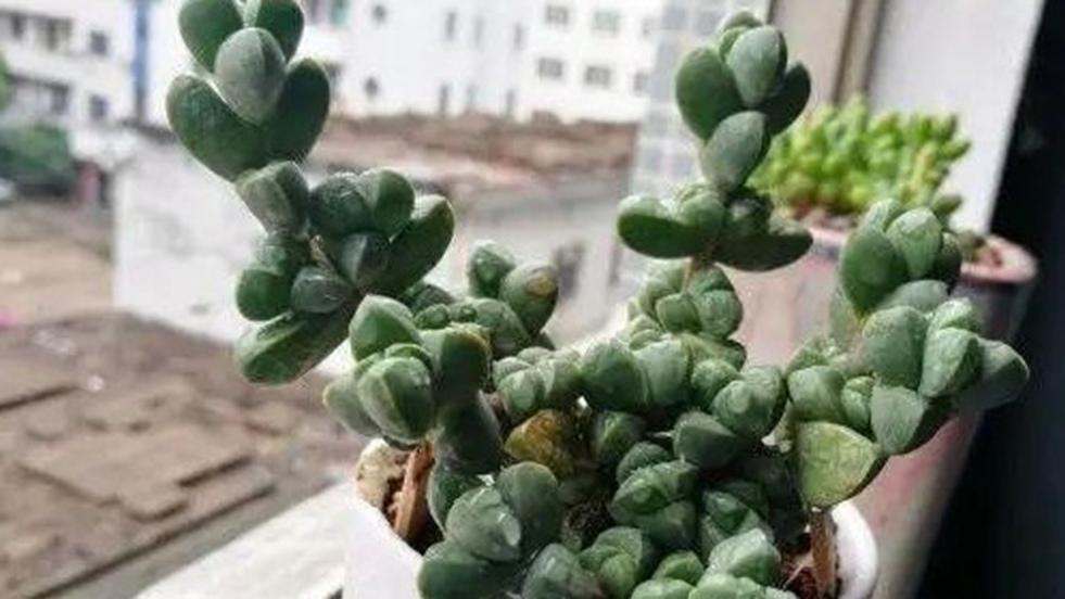 鹿角海棠组培，半年对比试验，退伍军人基地，湿度别超标