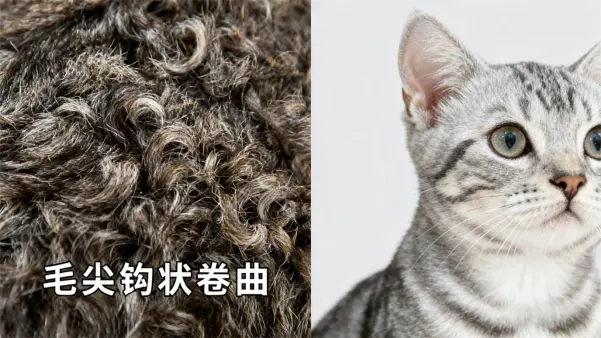美国硬毛猫：刚毛下的温柔精灵