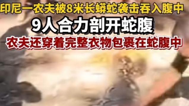 印尼老人被8米长巨蟒吞入腹中，9个村民合力杀蟒救人