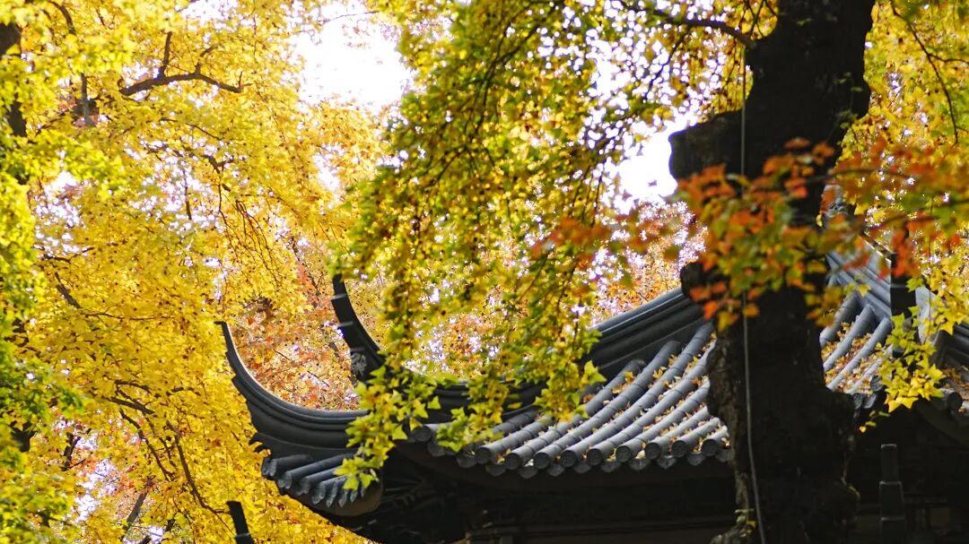 苏州天平山不仅是中国四大赏枫胜地之一，更是跨越时空的江南雅集