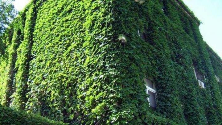 有机无机配施技术，云南峡谷苏丹草，山泉自流灌溉，高海拔区收割禁忌