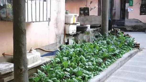 为什么越来越多人迷上种菜？种菜意义何在，今天终于弄明白了