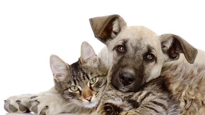 在家给宠物做体检：手把手教你每月健康自查