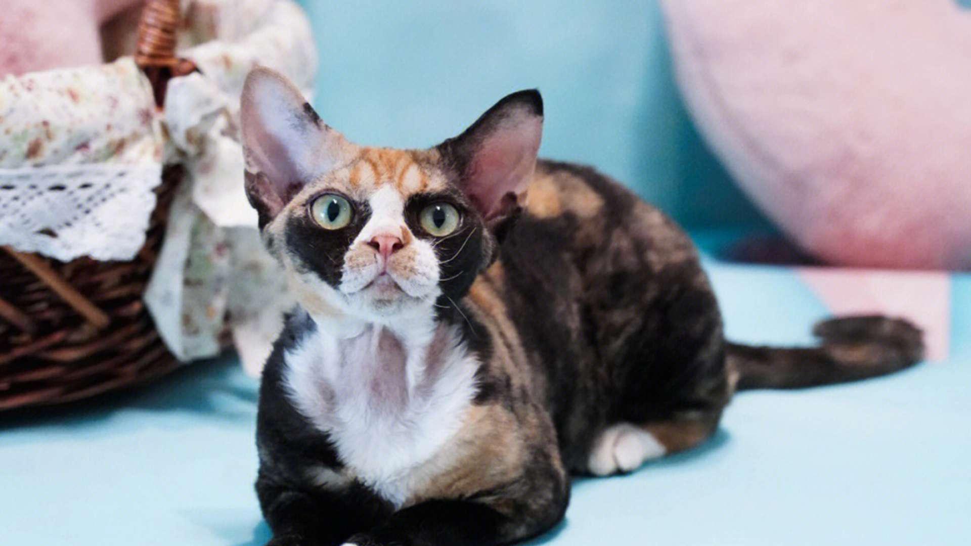 德文卷毛猫过敏管理，无尘猫房建造，空气净化四级，过敏季用药禁忌