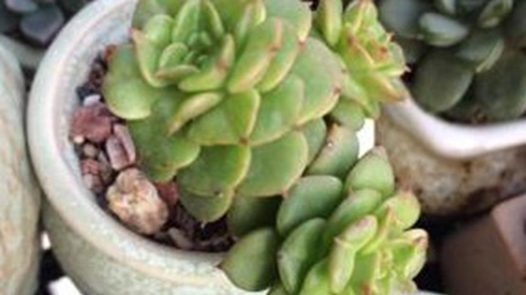 蜡牡丹缀化定价，花卉市场调研，畸形率统计，品相分级标准