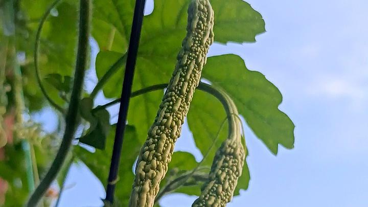 苦瓜种子播种后发芽缓慢，催芽新药剂应用，促进发芽整齐均匀