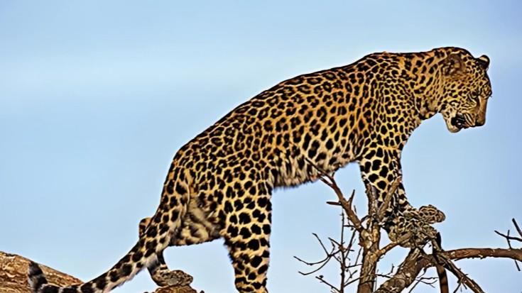 豹子真的像传说中那么神秘吗？