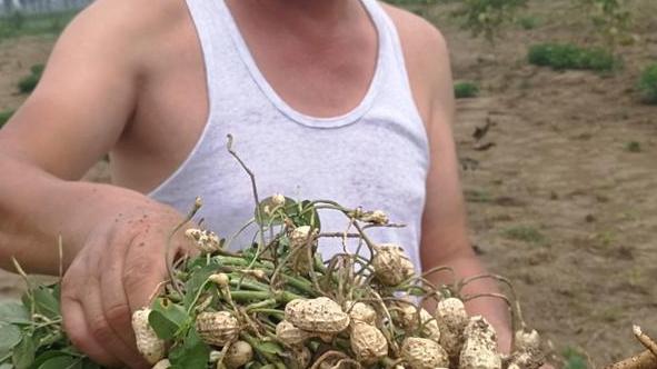 沙丘地带花生种植保水难题，覆草保湿技术应用，7天萌芽期二氧化碳贮藏法研究
