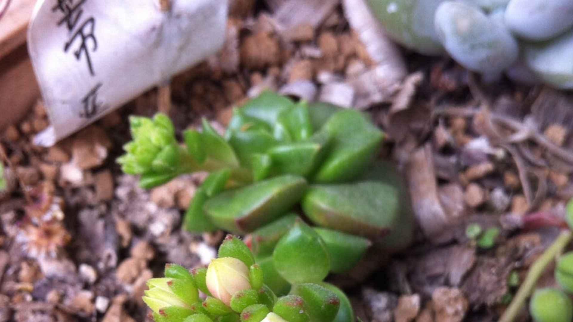 蒂亚水肥配比，三个月定型期，北方供暖环境，控徒长要诀