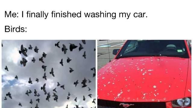 你的车总被鸟粪袭击？哪些车型和车身颜色容易被拉