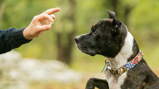 正向训练不是一味溺爱！如何用科学奖励养出天使小狗
