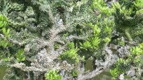 推荐一本社区网格员周鸢x神外医生苏玺岳的现言