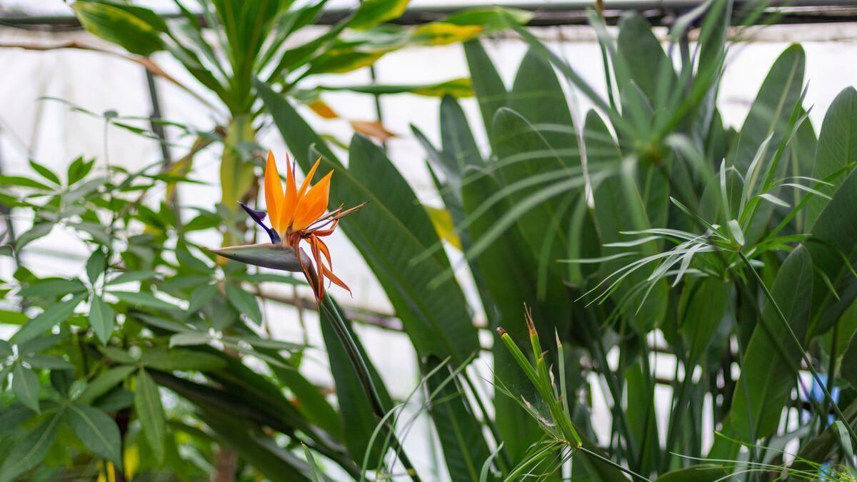 鹤望兰开花周期探秘：从栽种到绽放的5年历程