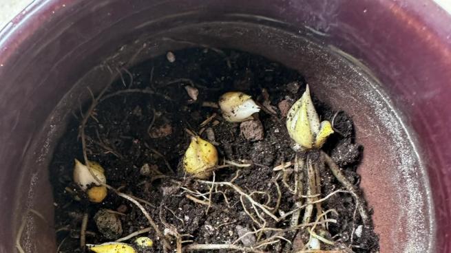 5种花，种一次“长一窝”，漂亮又好养，可以一连开花大半年！