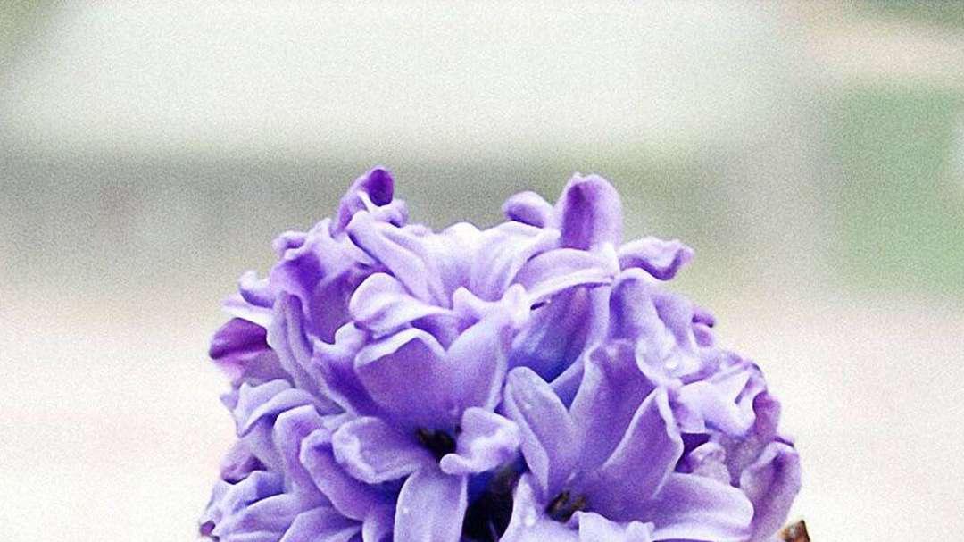 风信子香气提取，半年试验，医院花园，高原别大意