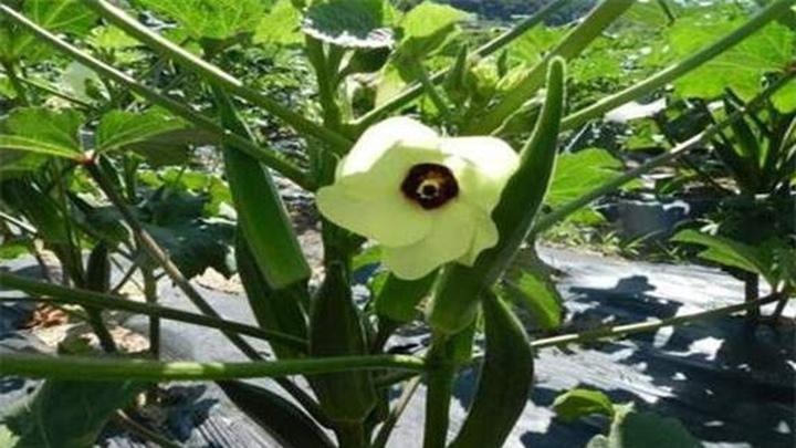 秋葵种子贮藏期水分流失问题研究，保水新技术应用，有效维持种子活力