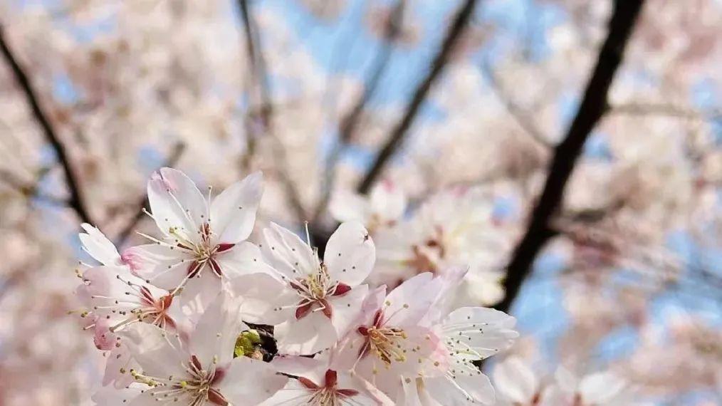 北京遛娃拍照赏樱花好去处，风景不比玉渊潭公园差，免费好玩知道的人不多！