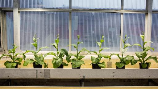 植物效率低被破解，农业或将迎来颠覆性变革？