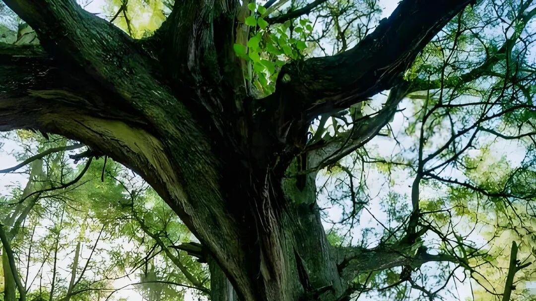 七律·古柏聆梵音