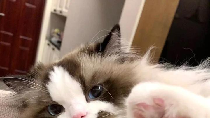 布偶猫零食配比，流星斑特征考，雪天出行准备，壁炉旁梳毛记