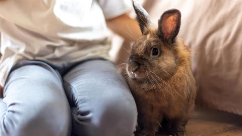 兔子的圆圈舞和砰砰脚是什么意思？